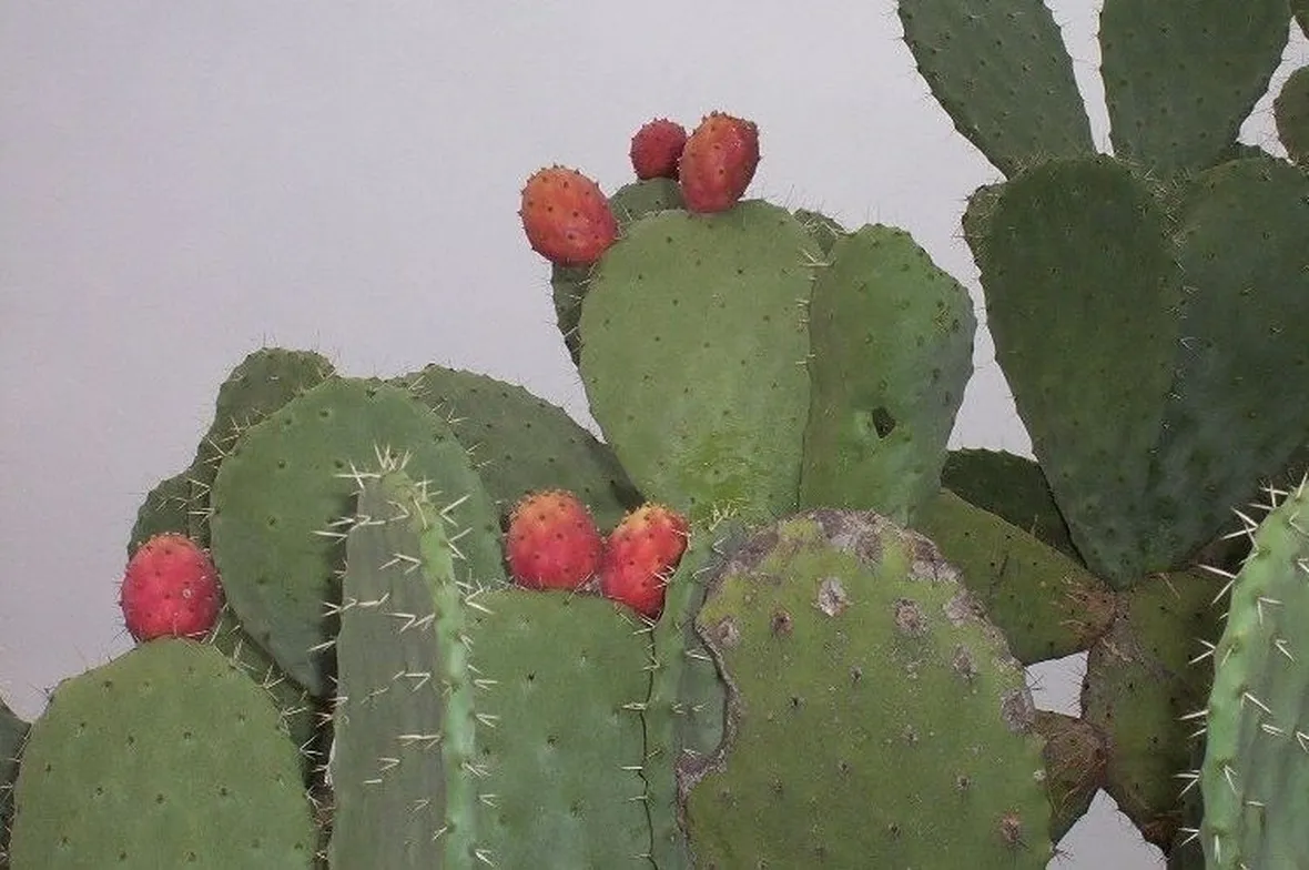 ficus indiano-7