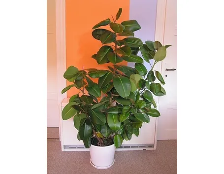 ficus indiano-8