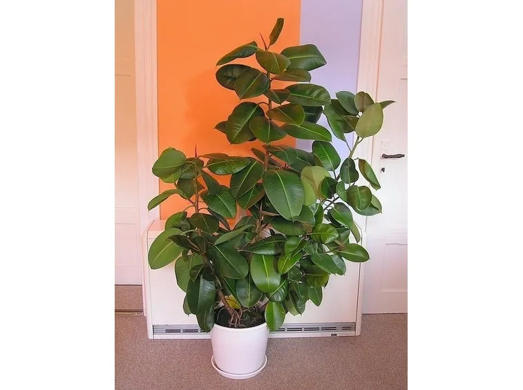 ficus indiano-8