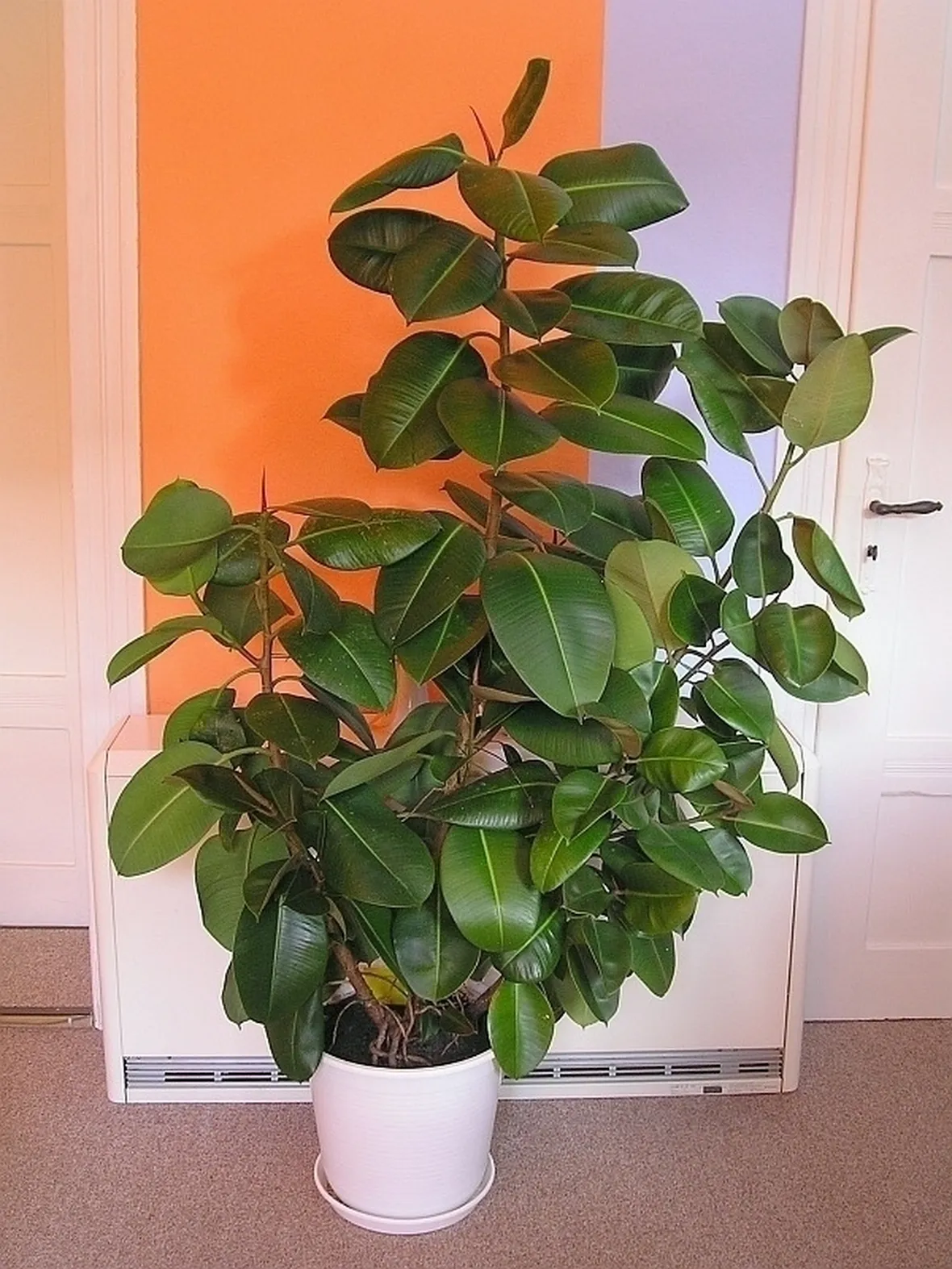 ficus indiano-8