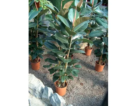 ficus indiano-9
