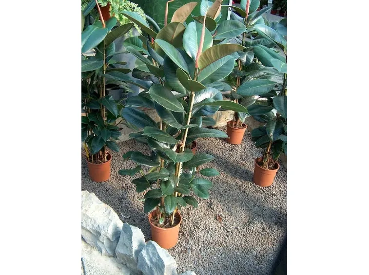 ficus indiano-9