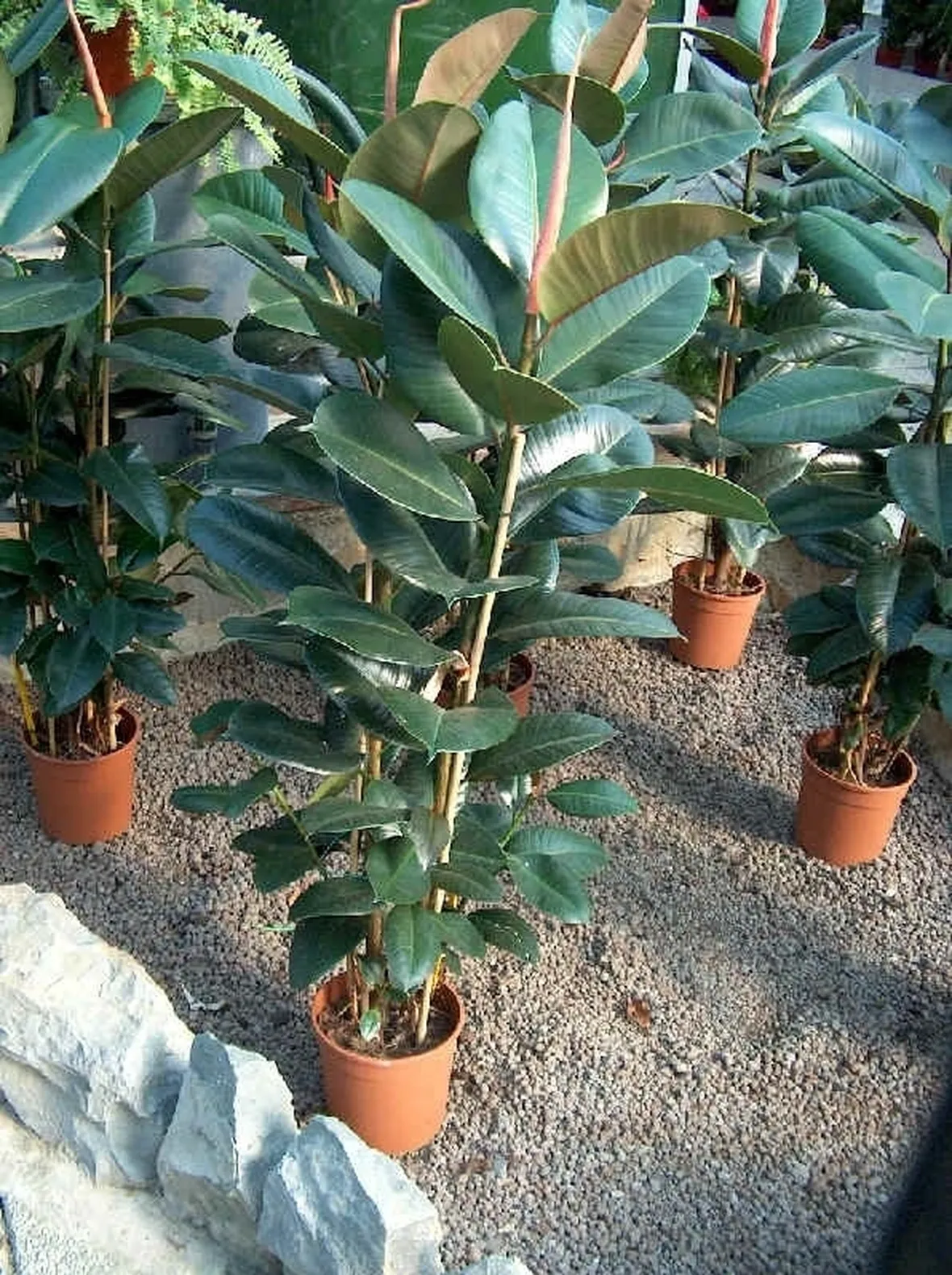 ficus indiano-9