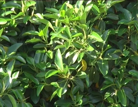 ficus indiano