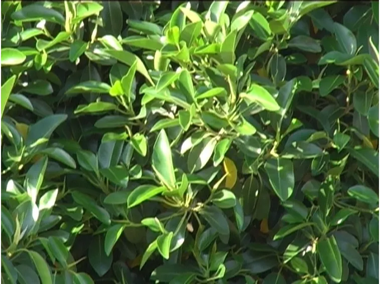 ficus indiano