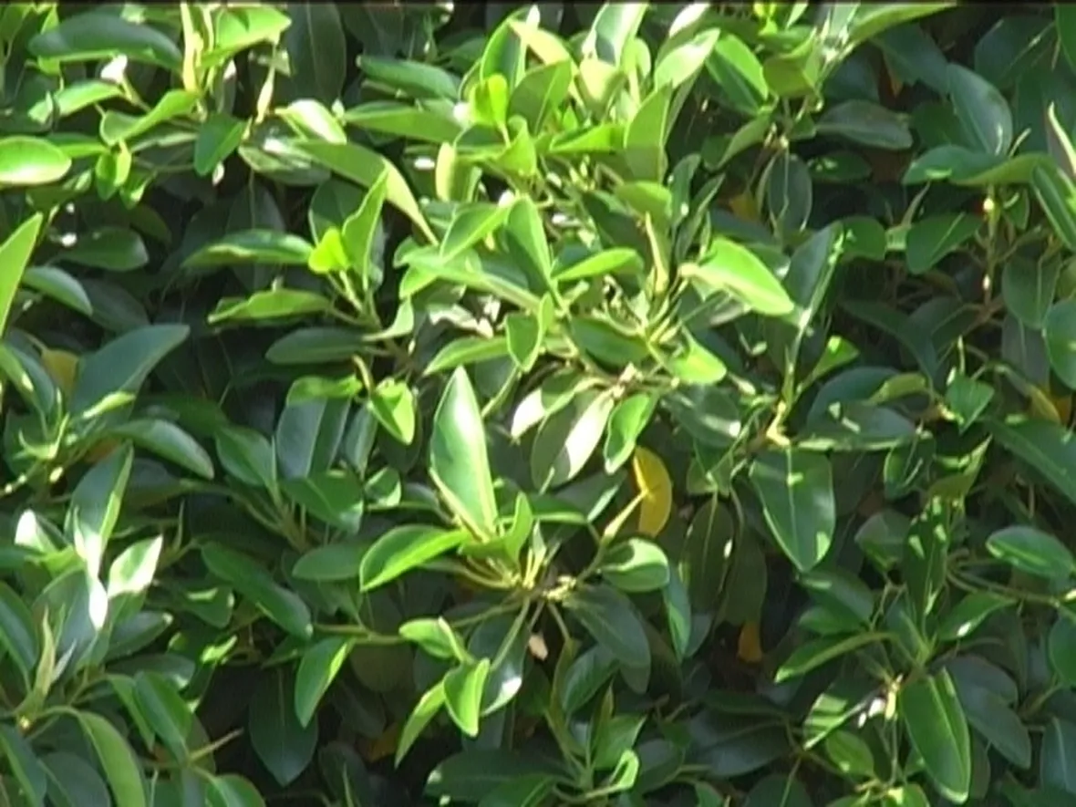 ficus indiano