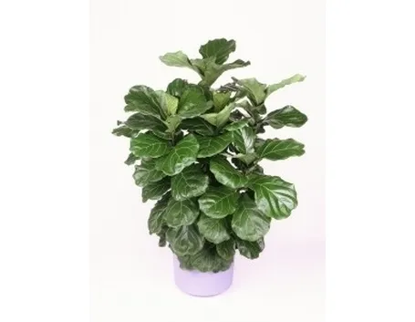ficus lyrata-1