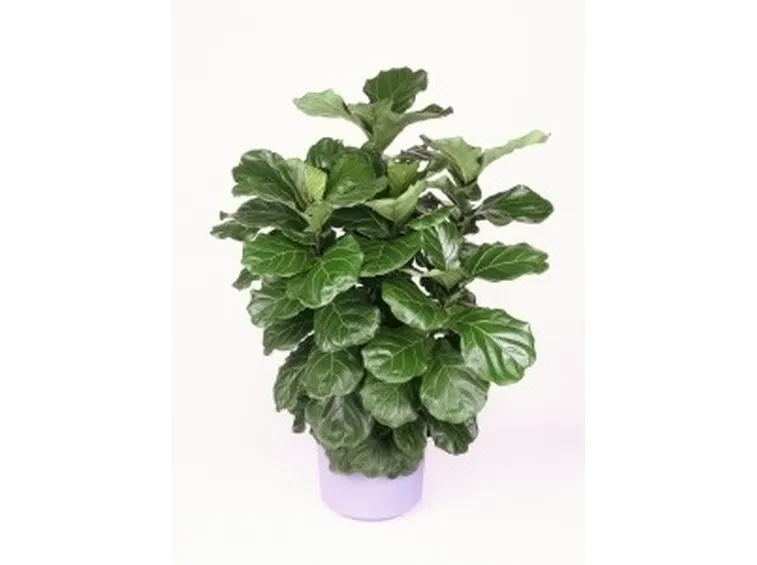 ficus lyrata-1