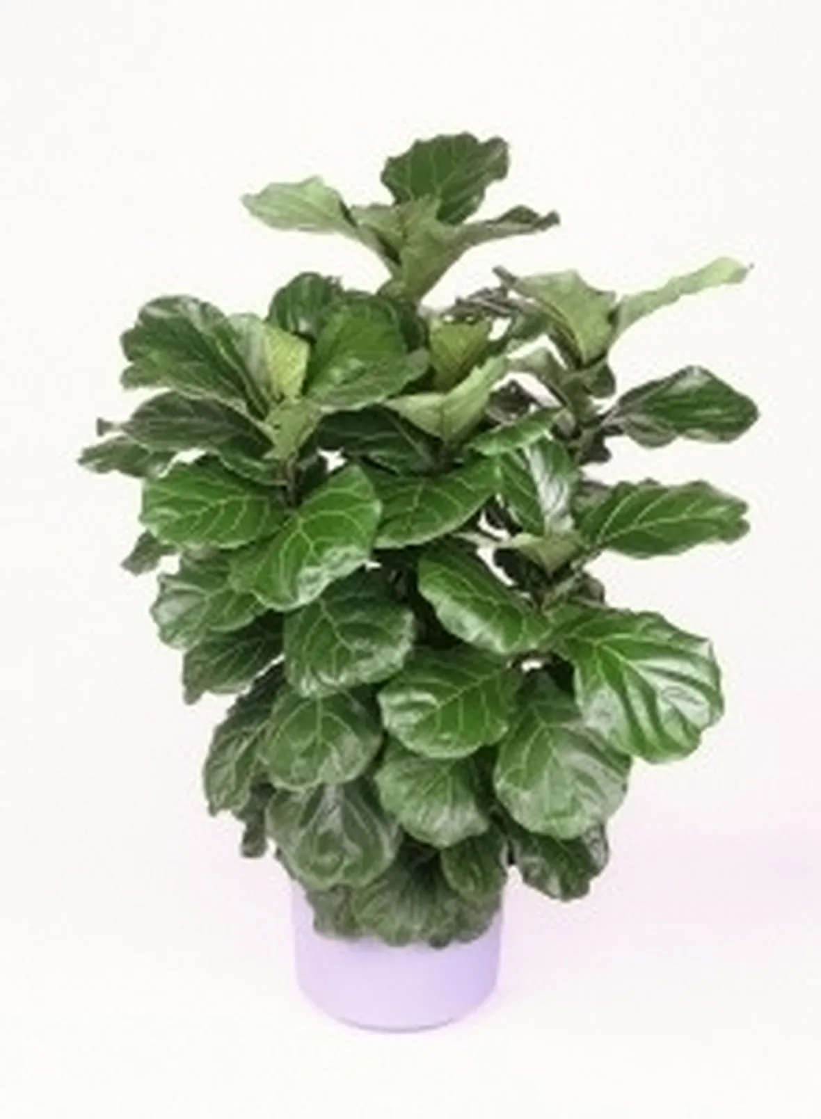 ficus lyrata-1