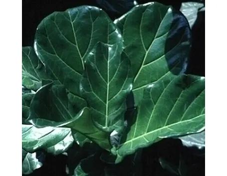 ficus lyrata-3