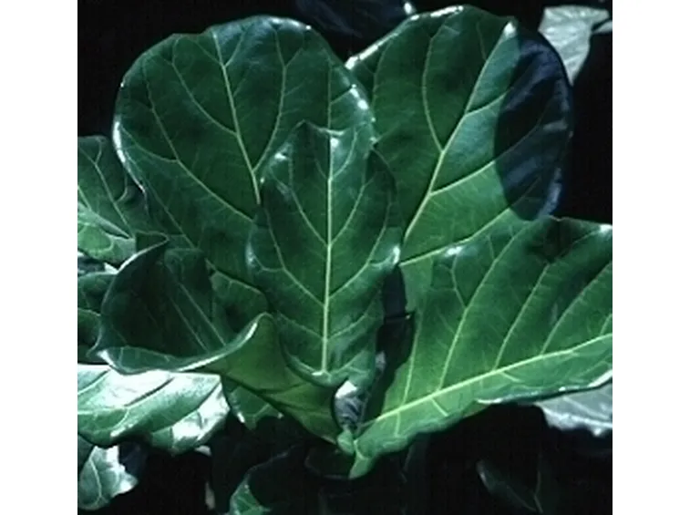 ficus lyrata-3