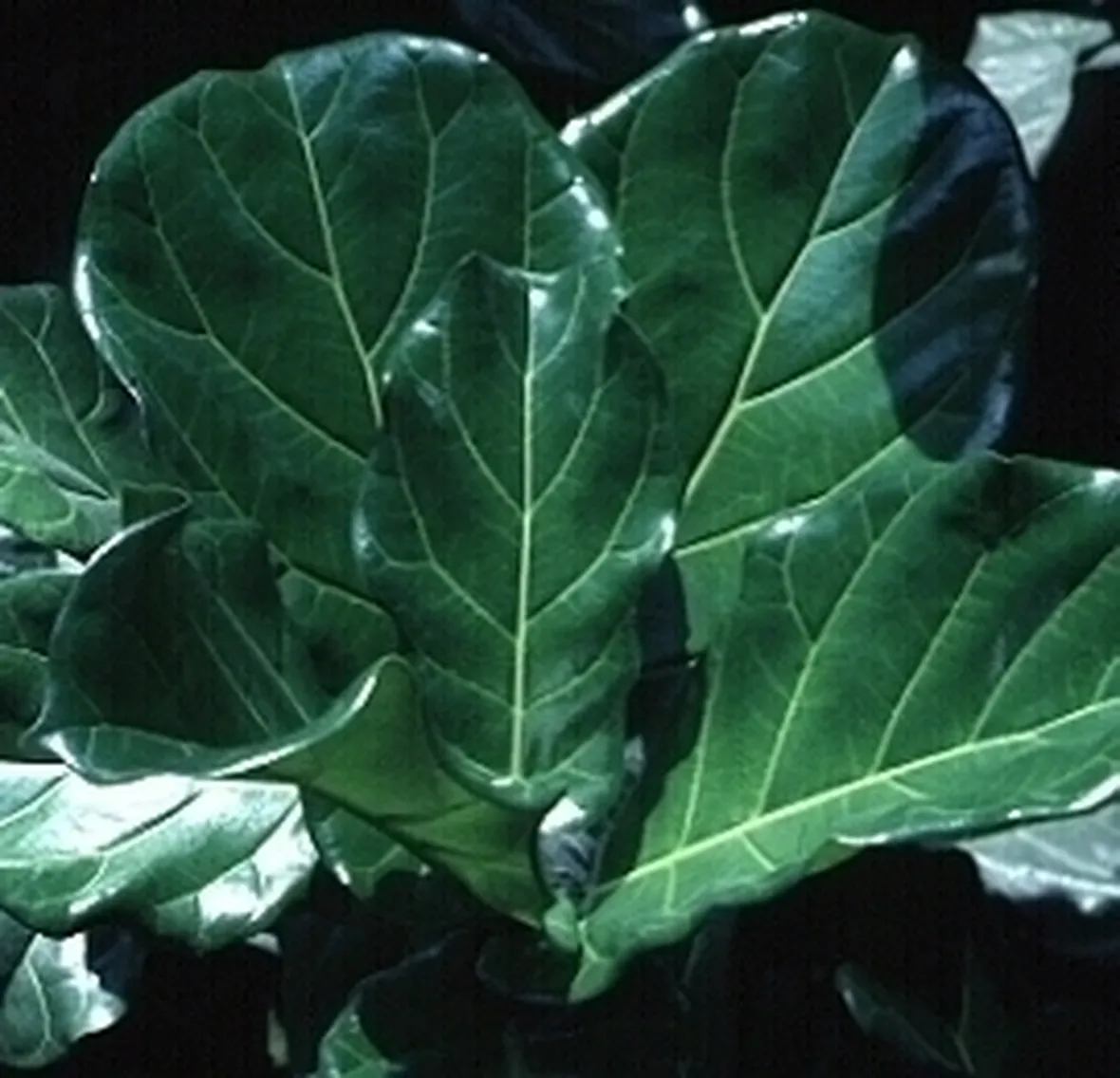 ficus lyrata-3