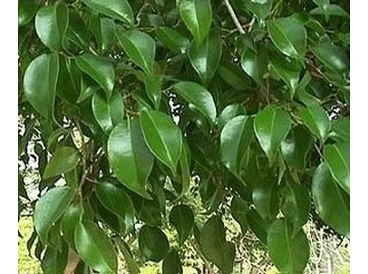 ficus lyrata-4
