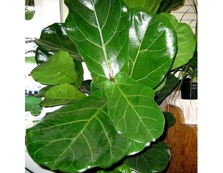 ficus lyrata-6