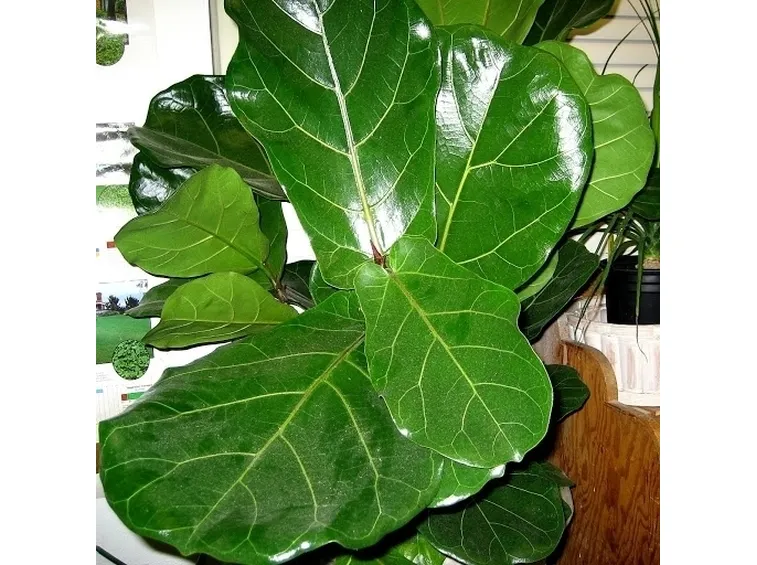 ficus lyrata-6