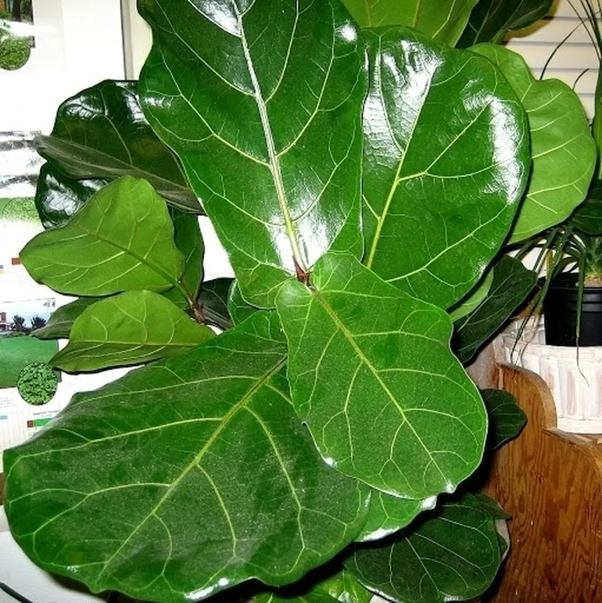 ficus lyrata-6