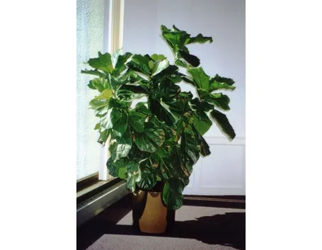 ficus lyrata-8