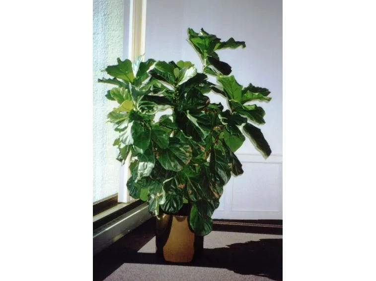 ficus lyrata-8