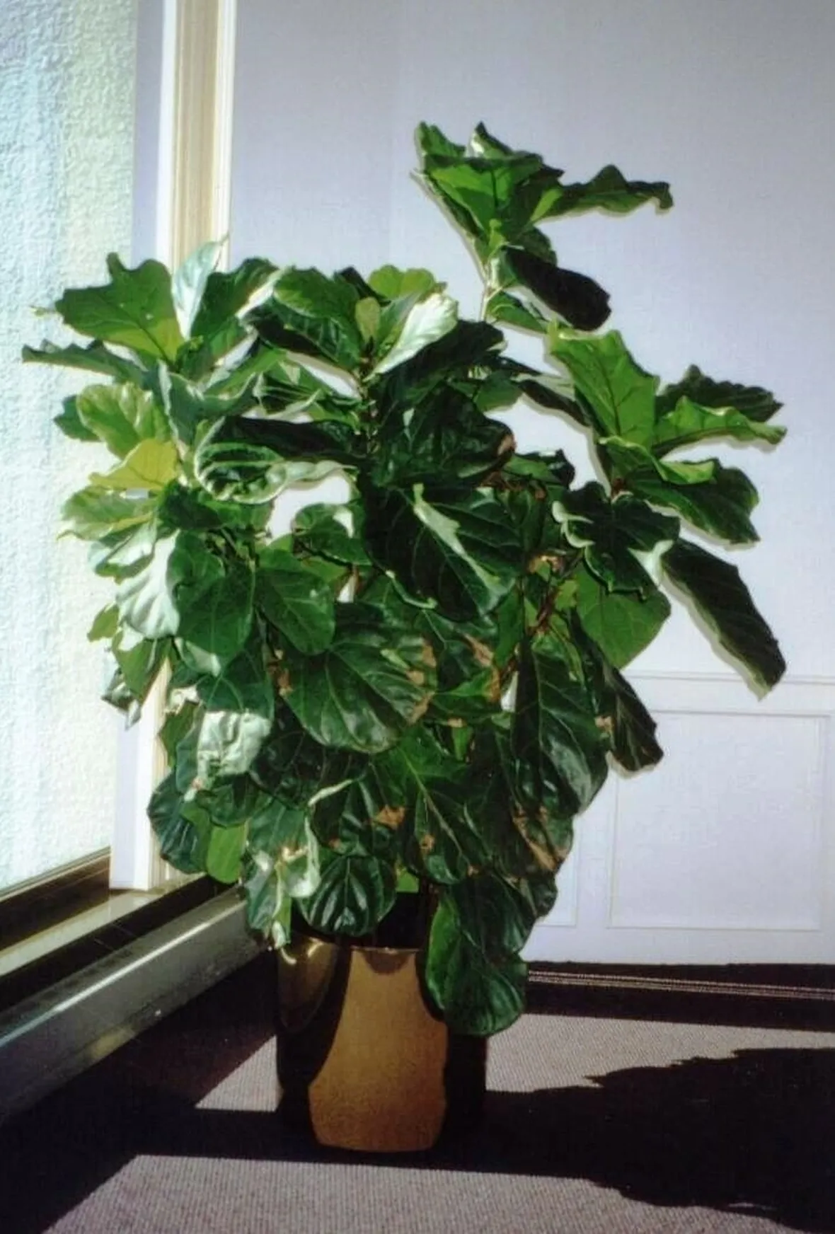 ficus lyrata-8