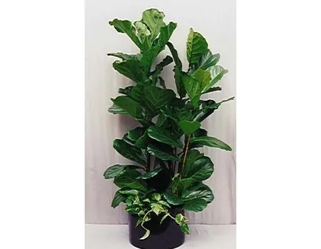 ficus lyrata-9