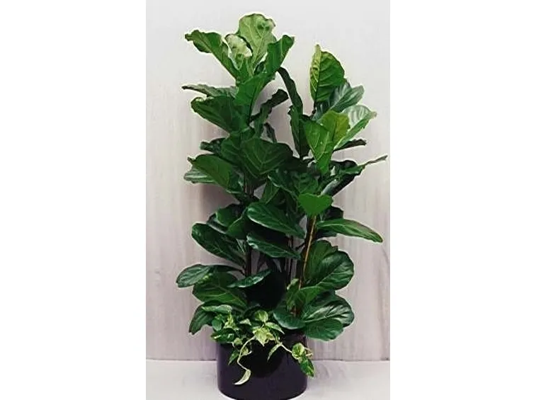 ficus lyrata-9