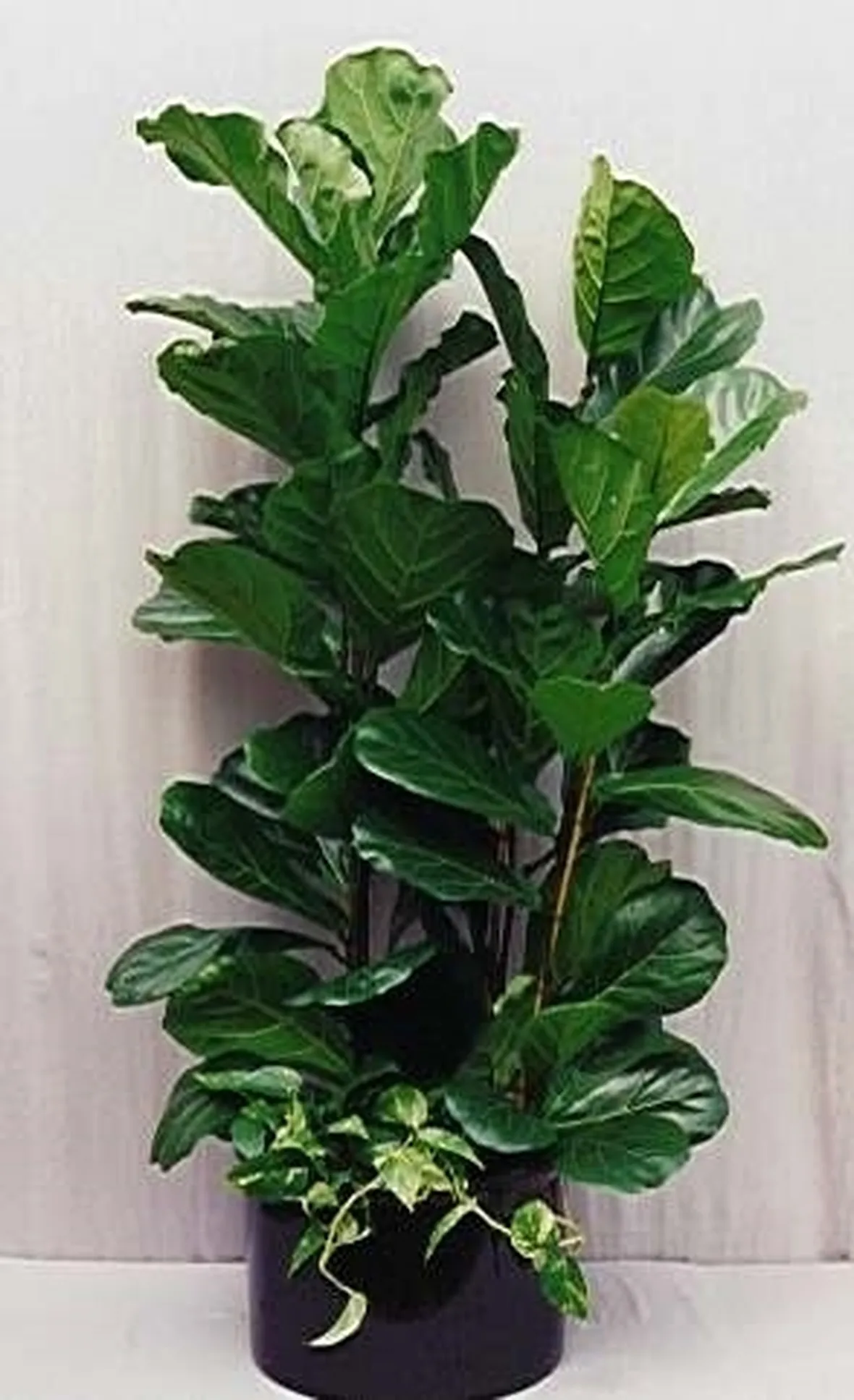 ficus lyrata-9