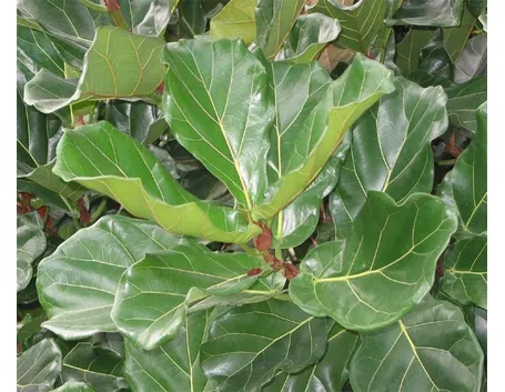 ficus lyrata