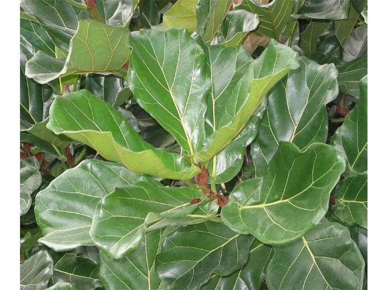 ficus lyrata