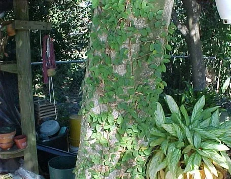 ficus pumila-2