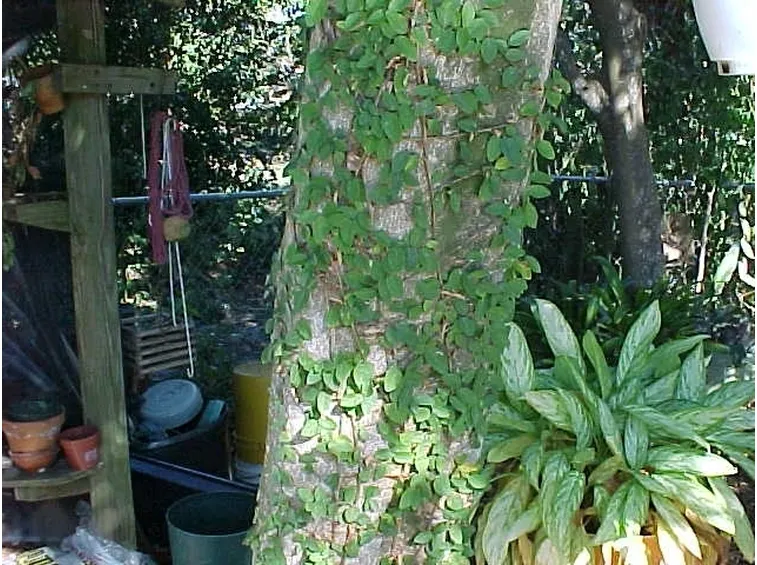 ficus pumila-2
