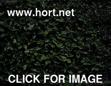 ficus pumila-3