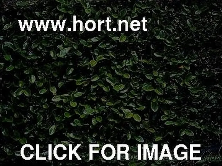 ficus pumila-3