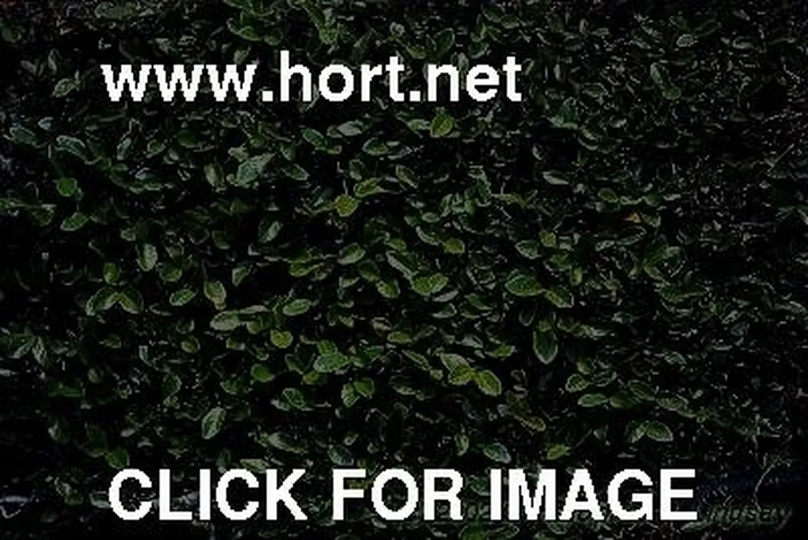 ficus pumila-3