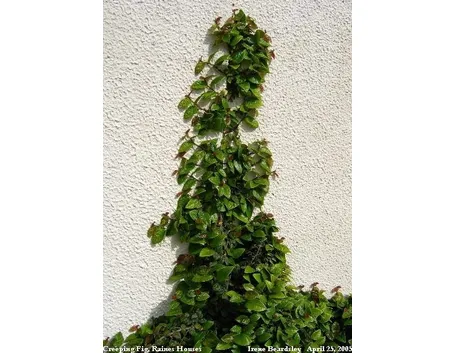 ficus pumila-5