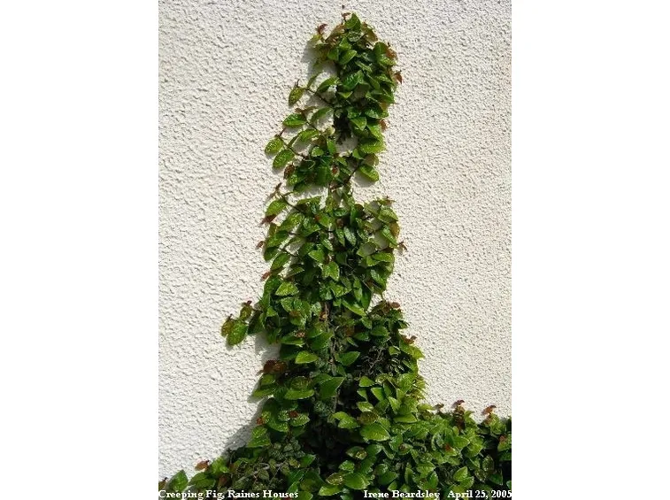 ficus pumila-5