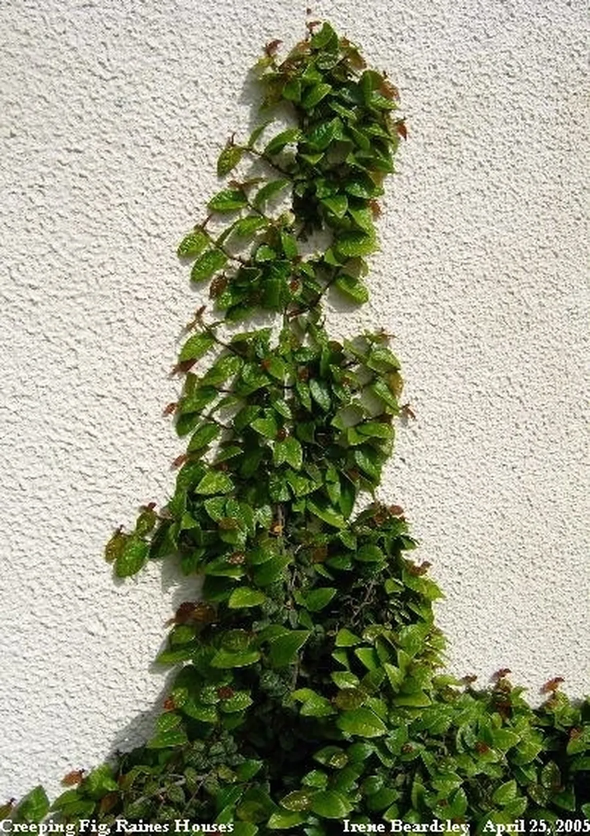 ficus pumila-5