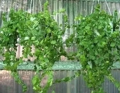 ficus pumila-7