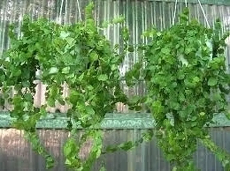ficus pumila-7