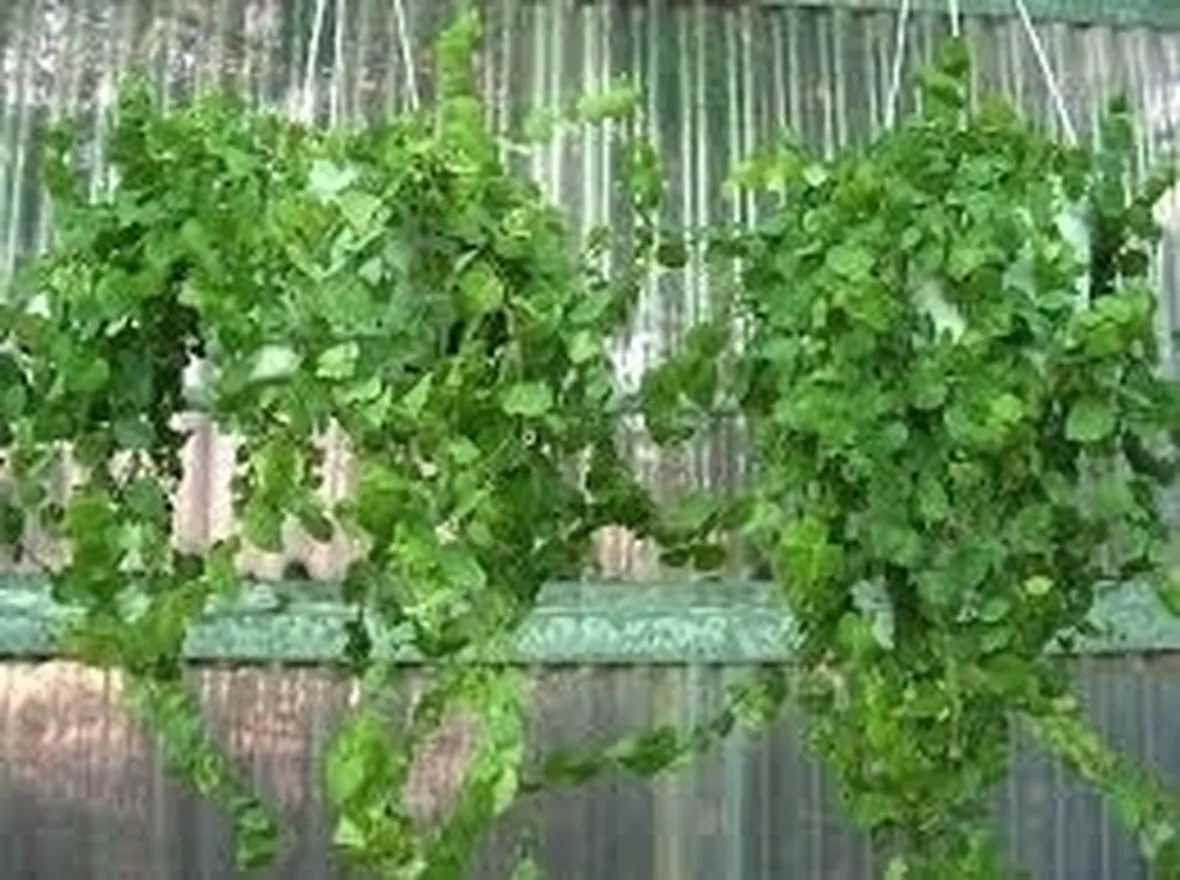 ficus pumila-7
