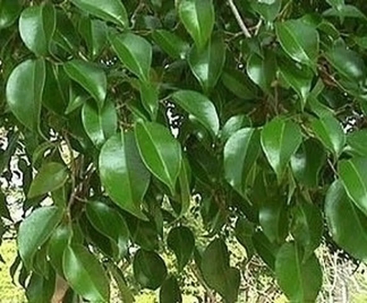 ficus pumila-8