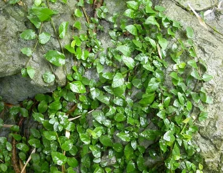 ficus pumila
