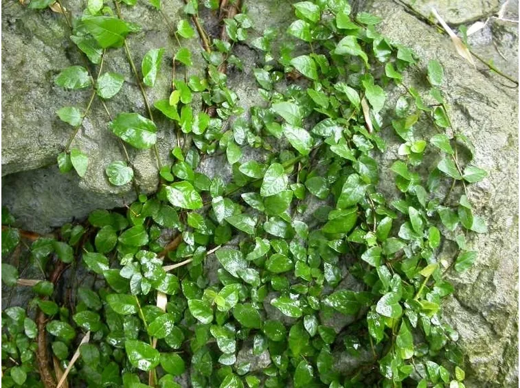 ficus pumila