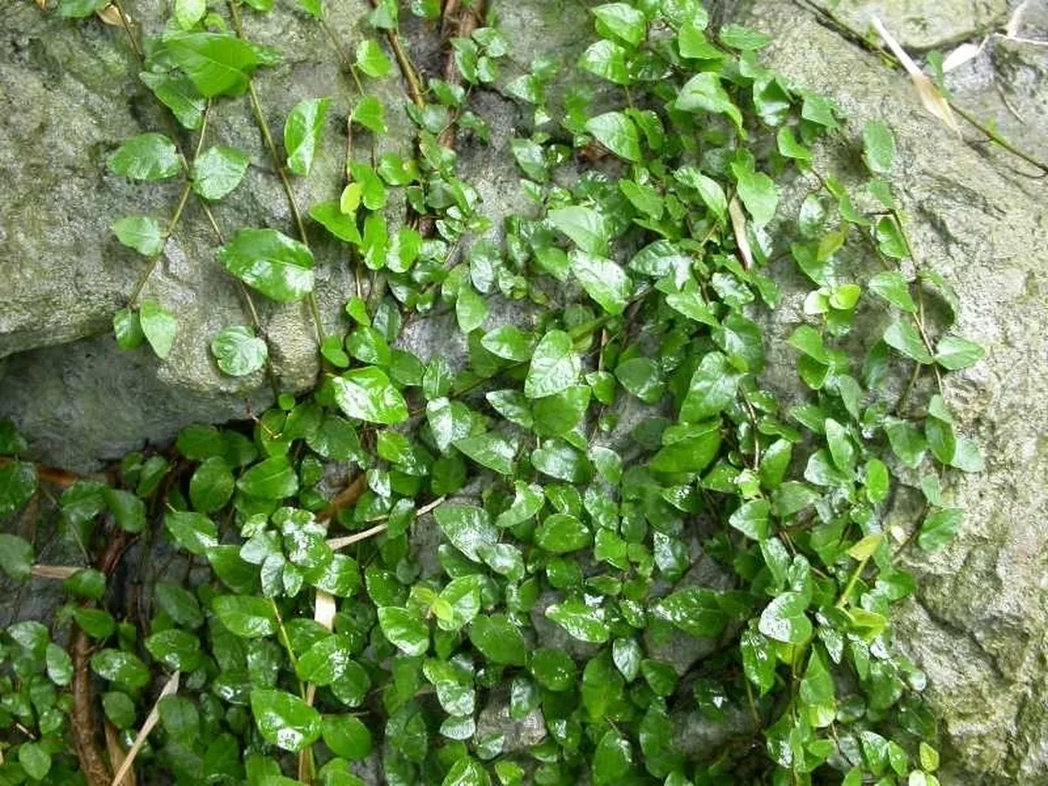 ficus pumila