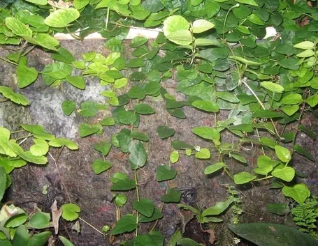 ficus repens-3