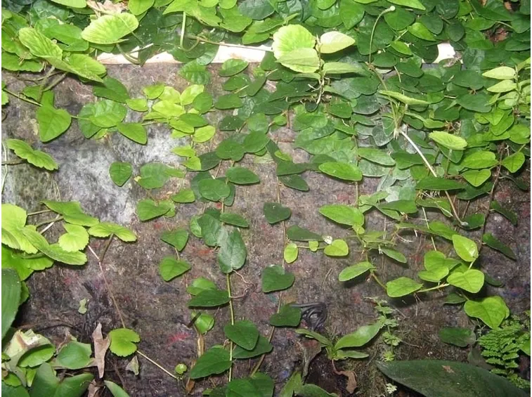 ficus repens-3