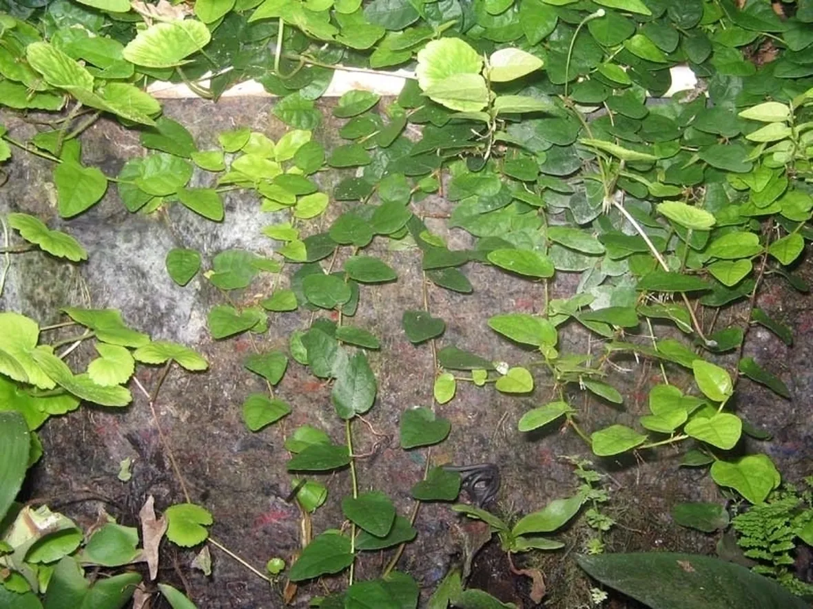 ficus repens-3