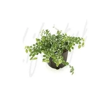 ficus repens-5