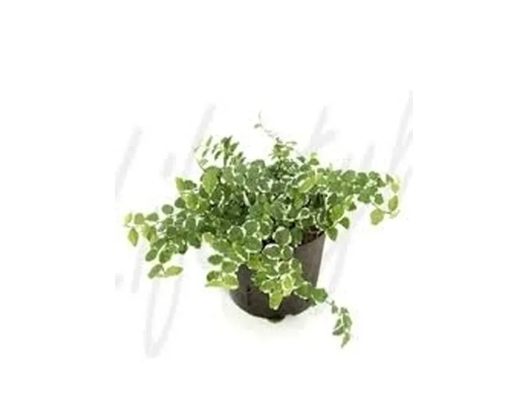 ficus repens-5