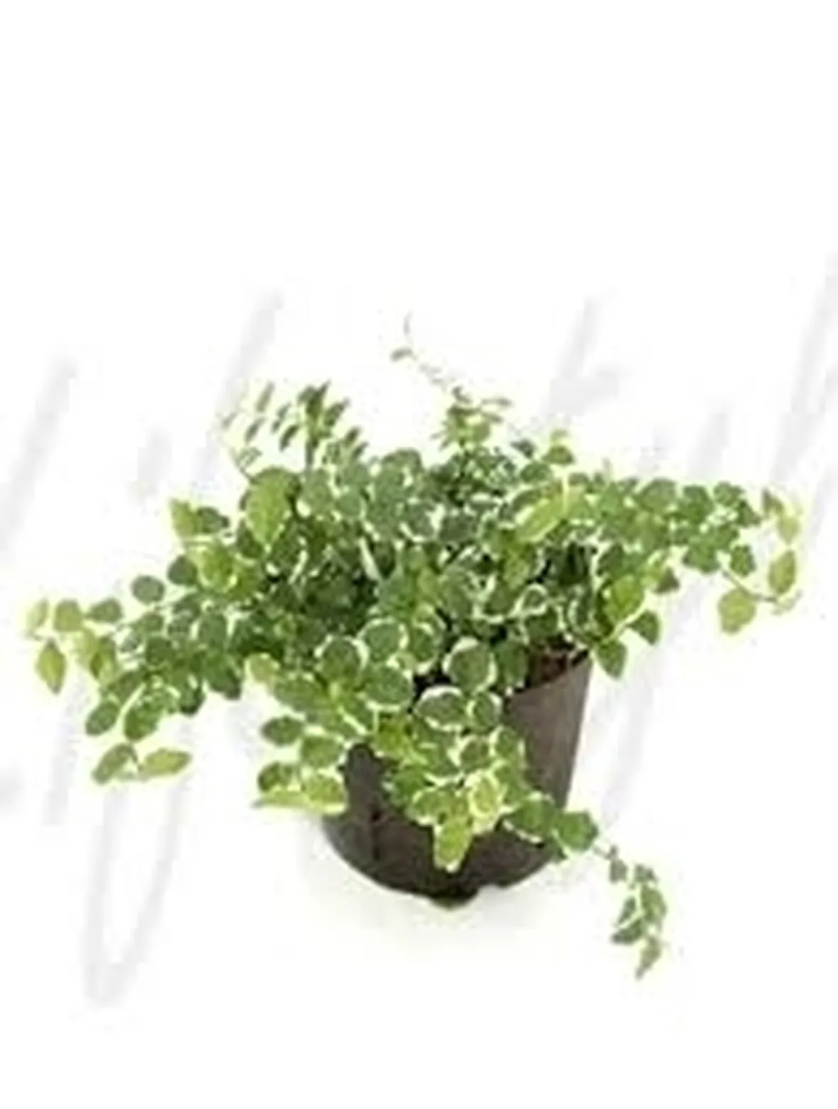 ficus repens-5