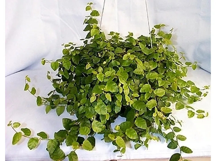 ficus repens-6